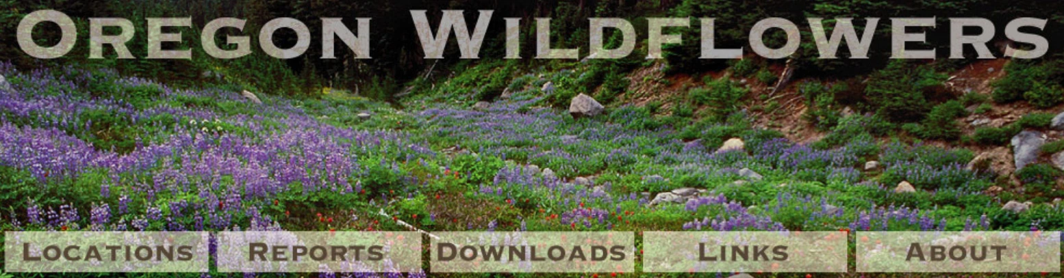 Oregon Wildflowers